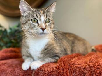 Calico and Tabby Cats Available for Adoption in Taylor, Michigan - Maple | PetCurious