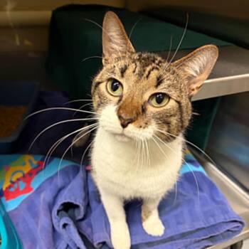 Tiger -  Domestic Short Hair Cat for Adoption in Concord, North Carolina - Tiger | PetCurious