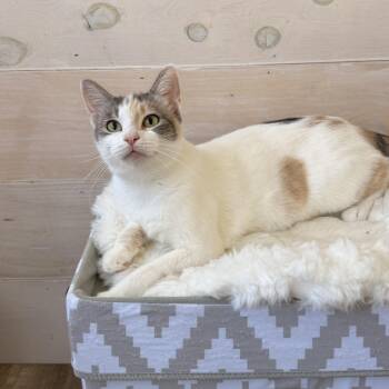 Mamma Polly -  Domestic Short Hair Cat for Adoption in Malibu, California - Mamma Polly | PetCurious
