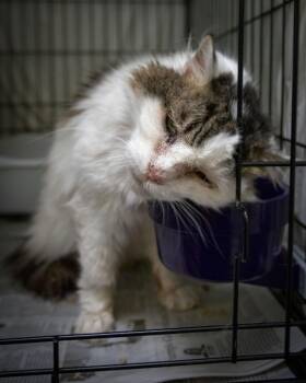Domestic Long Hair and Tabby Cats Available for Adoption - LillyBelle (FCID# 02/22/2026 - 1 Trainer) | PetCurious