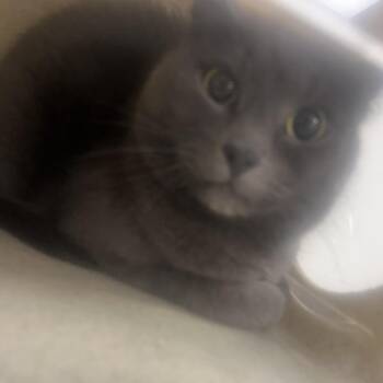 Domestic Short Hair Cats Available for Adoption in Philadelphia, Pennsylvania - Lilo | PetCurious