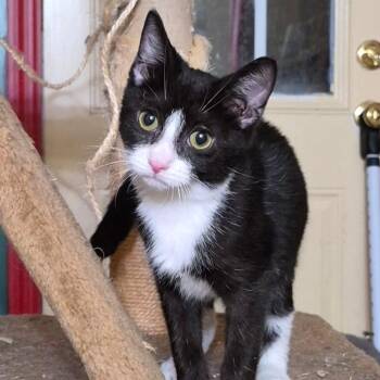 Nancy -  Domestic Short Hair Cat for Adoption in Stuart, Virginia - Nancy | PetCurious