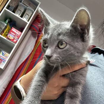 Domestic Short Hair Cats Available for Adoption in Leander, Texas - Prada | PetCurious