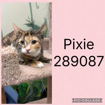 PIXIE -  Domestic Short Hair Cat for Adoption in Macon, Georgia - PIXIE | PetCurious