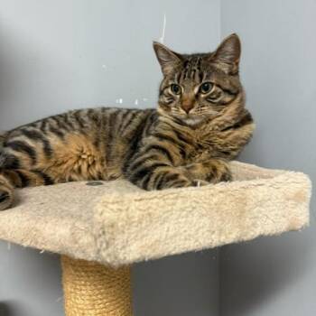 Domestic Short Hair Cats Available for Adoption - Piccolo | PetCurious
