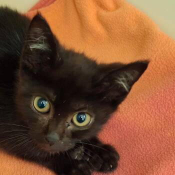 Olive -  Domestic Short Hair Cat for Adoption in Zanesville, Ohio - Olive | PetCurious