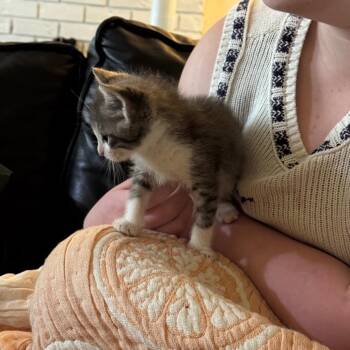 Panel -  Domestic Short Hair Cat for Adoption in Belfair, Washington - Panel | PetCurious