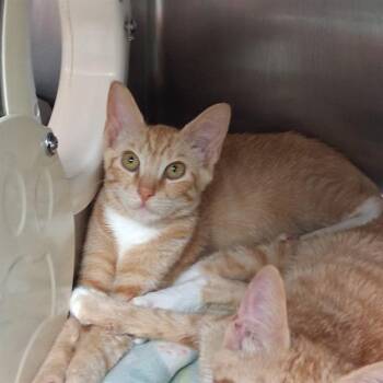 REDFISH -  Domestic Short Hair Cat for Adoption in Fort Walton Beach, Florida - REDFISH | PetCurious