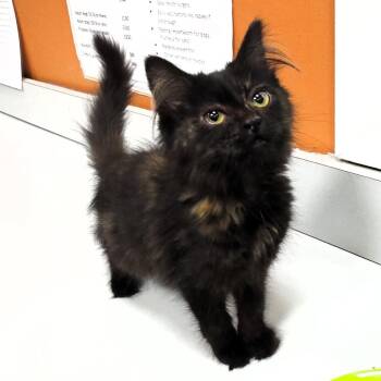 Zelda -  Domestic Short Hair Cat for Adoption in Michigan City, Indiana - Zelda | PetCurious