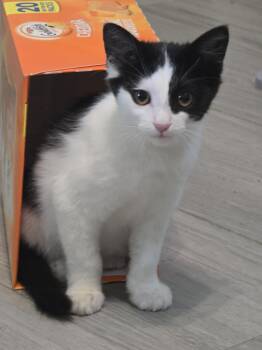 Clive -  Domestic Medium Hair Cat for Adoption in Glendale, Arizona - Clive | PetCurious
