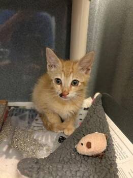 GARFIELD -  Domestic Short Hair Cat for Adoption in Forney, Texas - GARFIELD | PetCurious