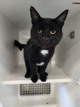 Domestic Short Hair Cats Available for Adoption in Mountain Home, Arkansas - Millie | PetCurious