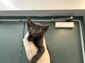 Domestic Short Hair Cats Available for Adoption in Thousand Palms, California - LADYBUG | PetCurious