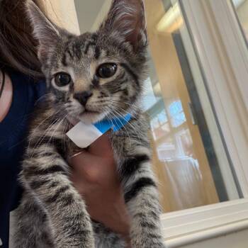 Domestic Short Hair Cats Available for Adoption in Morristown, Vermont - Rudolph | PetCurious
