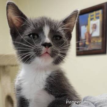 Domestic Short Hair Cats Available for Adoption in Mazon, Illinois - Hopper | PetCurious