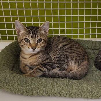 Hiccup -  Domestic Short Hair Cat for Adoption in Tallahassee, Florida - Hiccup | PetCurious