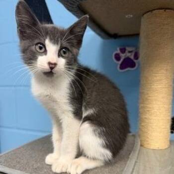 Cedar -  Domestic Short Hair Cat for Adoption in Tallahassee, Florida - Cedar | PetCurious