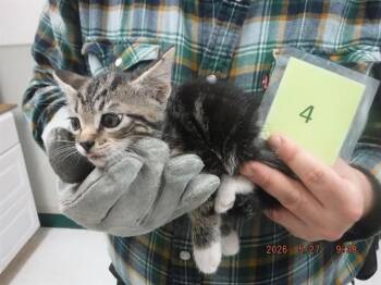 FRANK -  Domestic Short Hair Cat for Adoption in Oroville, California - FRANK | PetCurious
