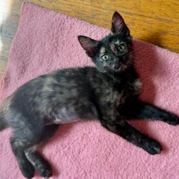 Rescue Domestic Short Hair Cats for Adoption in Los Angeles, California - Cordelia | PetCurious