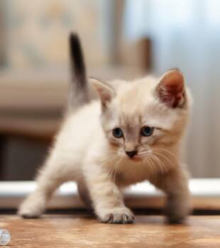 Domestic Short Hair Cats Available for Adoption in Cottonwood, Arizona - Phantom | PetCurious