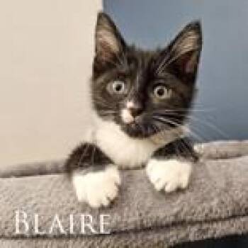 Blaire -  Domestic Short Hair Cat for Adoption in Mineral Point, Wisconsin - Blaire | PetCurious