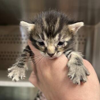 Domestic Short Hair Cats Available for Adoption in Saint Joseph, Missouri - Garlic | PetCurious