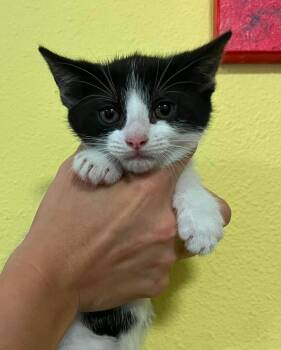 Kayleigh -  Domestic Medium Hair Cat for Adoption in Rockwall, Texas - Kayleigh | PetCurious