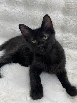 Emerald 2 -  Domestic Medium Hair Cat for Adoption in Tucson, Arizona - Emerald 2 | PetCurious