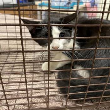A612242 -  Domestic Short Hair Cat for Adoption in Modesto, California - A612242 | PetCurious