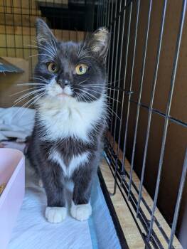 Rescue Tuxedo Cats for Adoption in Richmond, Virginia - Frankie | PetCurious