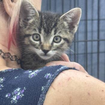 Little lady -  Domestic Short Hair Cat for Adoption in Sonora, California - Little Lady | PetCurious