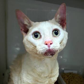 Domestic Short Hair Cats Available for Adoption in Yuma, Arizona - Limpy | PetCurious