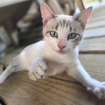 Snow Monkey RC -  Domestic Short Hair Cat for Adoption in Austin, Texas - Snow Monkey RC | PetCurious