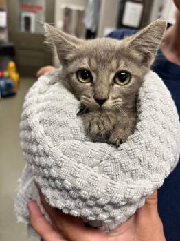 Jalapeno -  Domestic Short Hair Cat for Adoption in Hopkinsville, Kentucky - Jalapeno | PetCurious