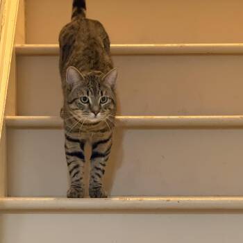 Tabby Cats Available for Adoption - Ramon | PetCurious