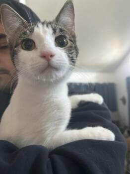 Domestic Short Hair Cats Available for Adoption - Quinnley | PetCurious