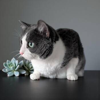 Rescue Domestic Short Hair Cats for Adoption in Chuckey, Tennessee - Prince CT | PetCurious