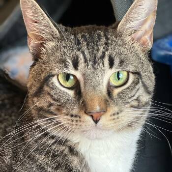 Domestic Short Hair and Tabby Cats Available for Adoption in Germansville, Pennsylvania - Kinkade | PetCurious