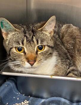 Domestic Short Hair Cats Available for Adoption in Hartsville, South Carolina - Juno | PetCurious