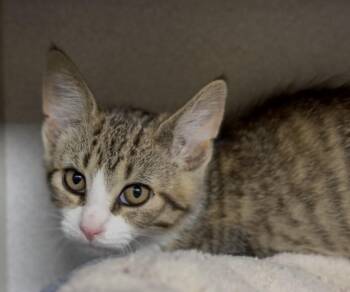 Furgitive -  Domestic Short Hair Cat for Adoption in Osseo, Michigan - Furgitive | PetCurious