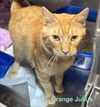 Tabby Cats Available for Adoption in Las Vegas, Nevada - Orange Julius | PetCurious