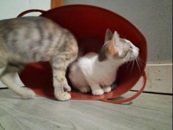 Rabbit & Riley -  Domestic Short Hair Cat for Adoption in Liverpool, Texas - Rabbit & Riley | PetCurious