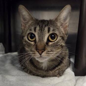 Minnie -  Domestic Short Hair Cat Available for Adoption in Voorhees Township, New Jersey - Minnie | PetCurious