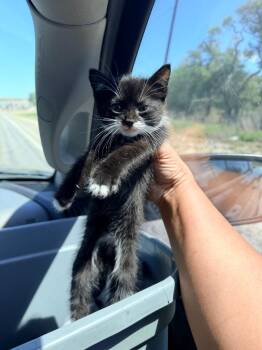 Domestic Medium Hair Cats Available for Adoption in Rockport, Texas - Camellia | PetCurious