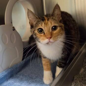 Domestic Short Hair Cats Available for Adoption in Asheville, North Carolina - Honey | PetCurious