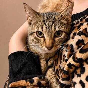 Shania Twain -  Domestic Short Hair Cat for Adoption in Winchester, Virginia - Shania Twain | PetCurious