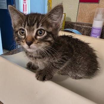 Domestic Short Hair Cats Available for Adoption in Eureka Springs, Arkansas - Wartortle | PetCurious
