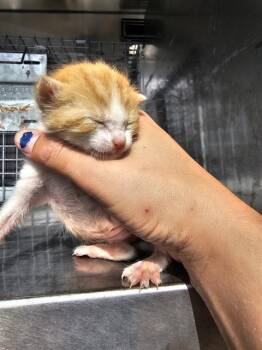 Rescue Domestic Short Hair Cats for Adoption in Dallas, Texas - FAVA | PetCurious