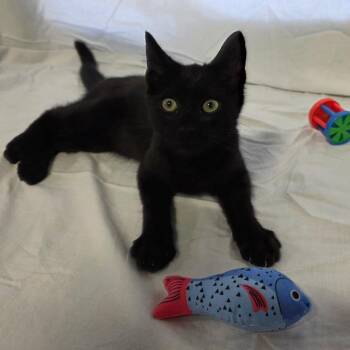 Tomcat -  Domestic Short Hair Cat for Adoption in Granville, Ohio - Tomcat | PetCurious