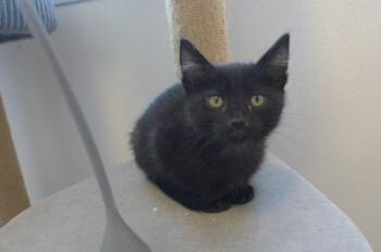Mikey -  Domestic Short Hair Cat for Adoption in Eureka, California - Mikey | PetCurious